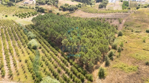 Terreno para Venda em Bombarral e Vale Covo