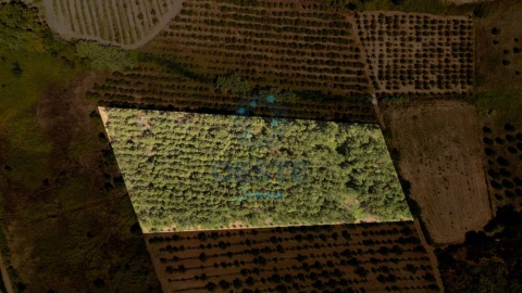 Terreno para Venda em Bombarral e Vale Covo