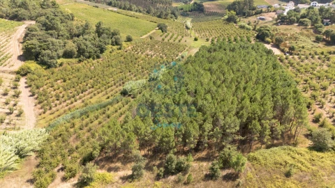 Terreno para Venda em Bombarral e Vale Covo