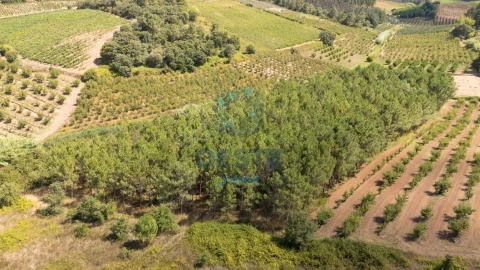 Terreno para Venda em Bombarral e Vale Covo