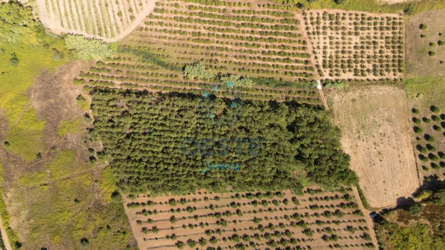 Terreno para Venda em Bombarral e Vale Covo Foto 9