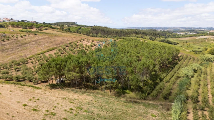 Terreno para Venda em Bombarral e Vale Covo Foto 2