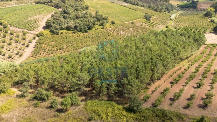 Terreno para Venda em Bombarral e Vale Covo Foto 6