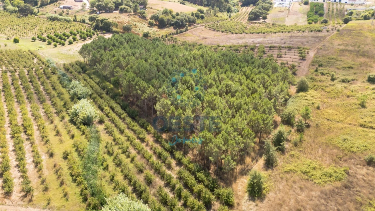 Terreno para Venda em Bombarral e Vale Covo Foto 1