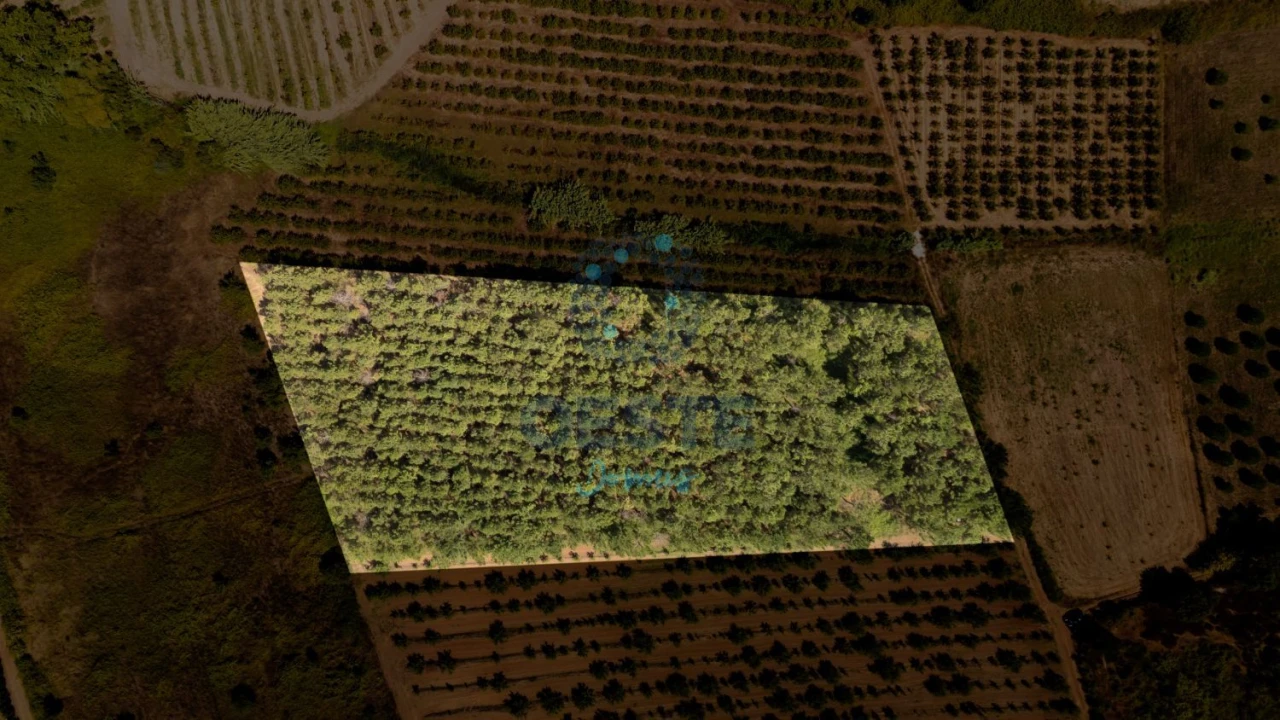 Terreno para Venda em Bombarral e Vale Covo Foto 10