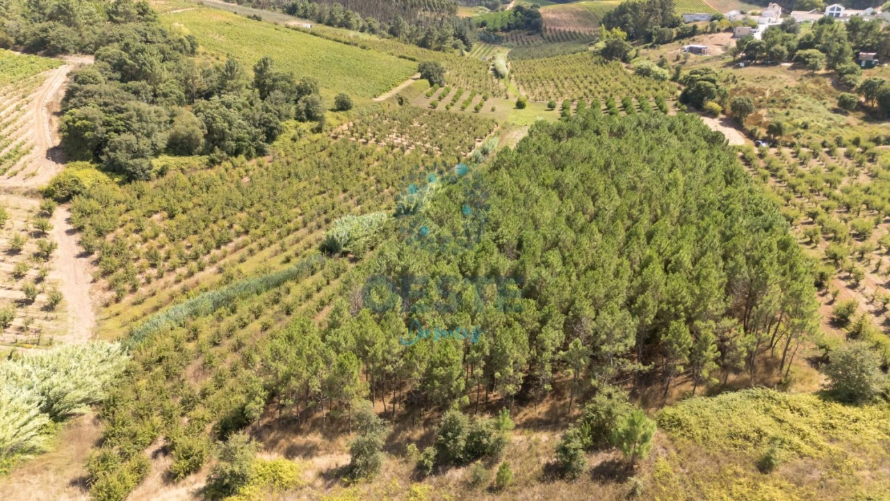 Terreno para Venda em Bombarral e Vale Covo Foto 5