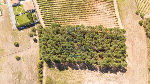 Terreno para Venda em Bombarral e Vale Covo