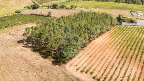 Terreno para Venda em Bombarral e Vale Covo