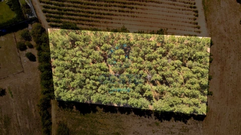 Terreno para Venda em Bombarral e Vale Covo