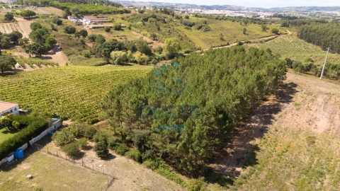 Terreno para Venda em Bombarral e Vale Covo