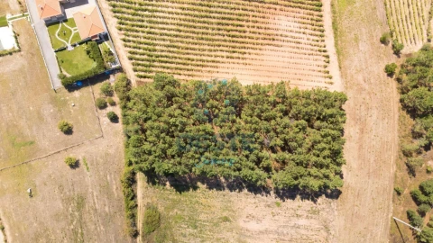 Terreno para Venda em Bombarral e Vale Covo