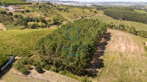 Terreno para Venda em Bombarral e Vale Covo