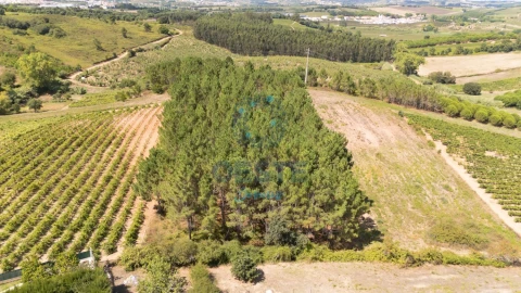 Terreno para Venda em Bombarral e Vale Covo