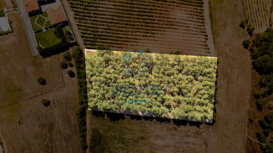 Terreno para Venda em Bombarral e Vale Covo Foto 10