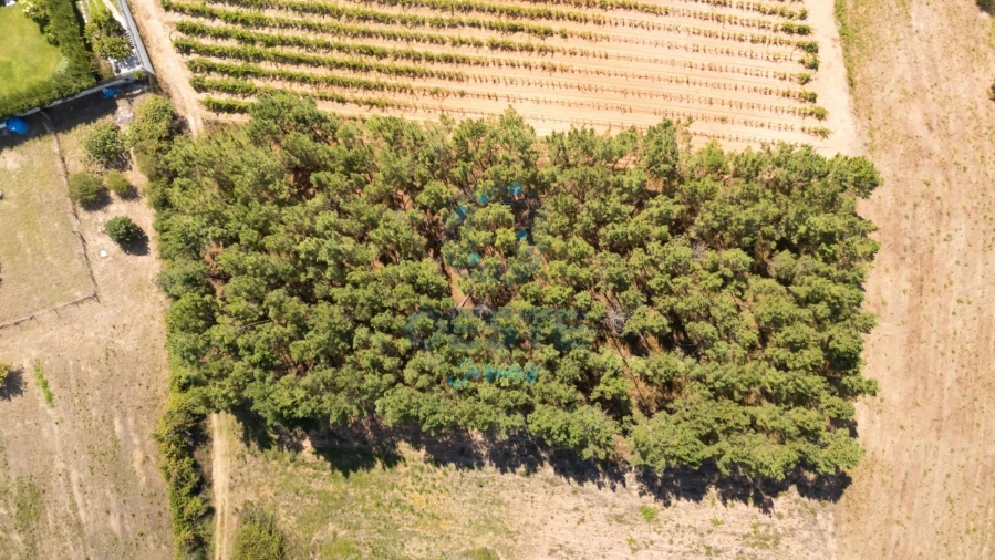 Terreno para Venda em Bombarral e Vale Covo Foto 11