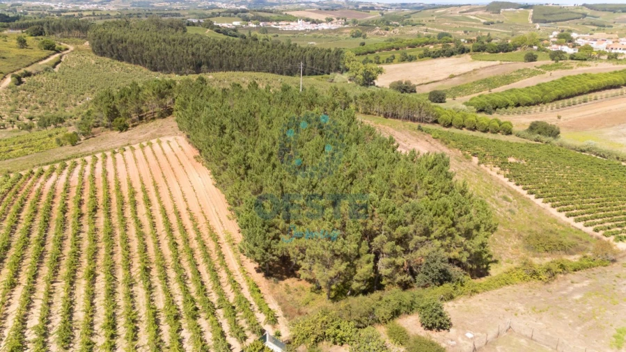 Terreno para Venda em Bombarral e Vale Covo Foto 5