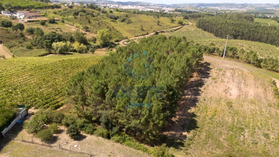 Terreno para Venda em Bombarral e Vale Covo Foto 3