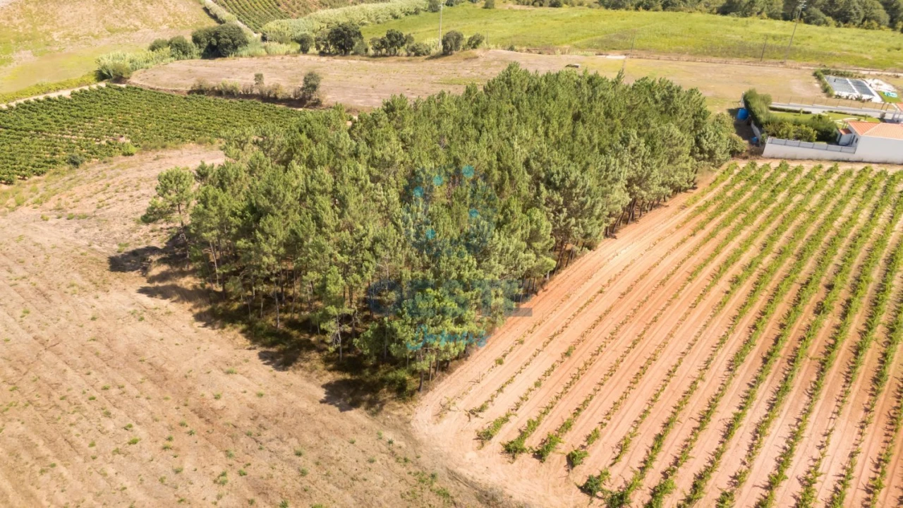 Terreno para Venda em Bombarral e Vale Covo Foto 1