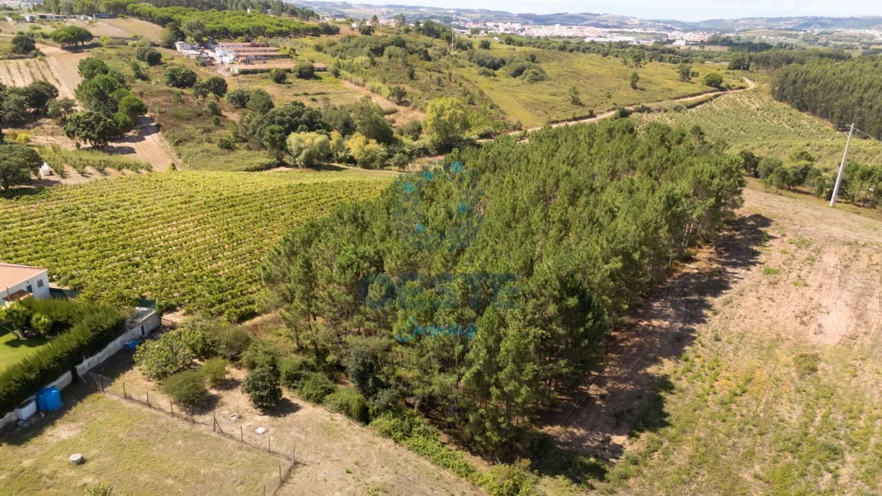 Terreno para Venda em Bombarral e Vale Covo Foto 4