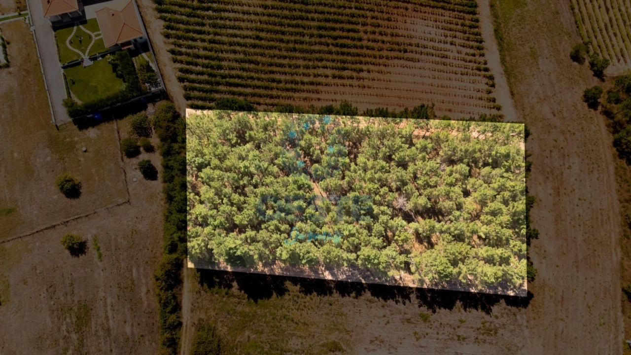 Terreno para Venda em Bombarral e Vale Covo Foto 8