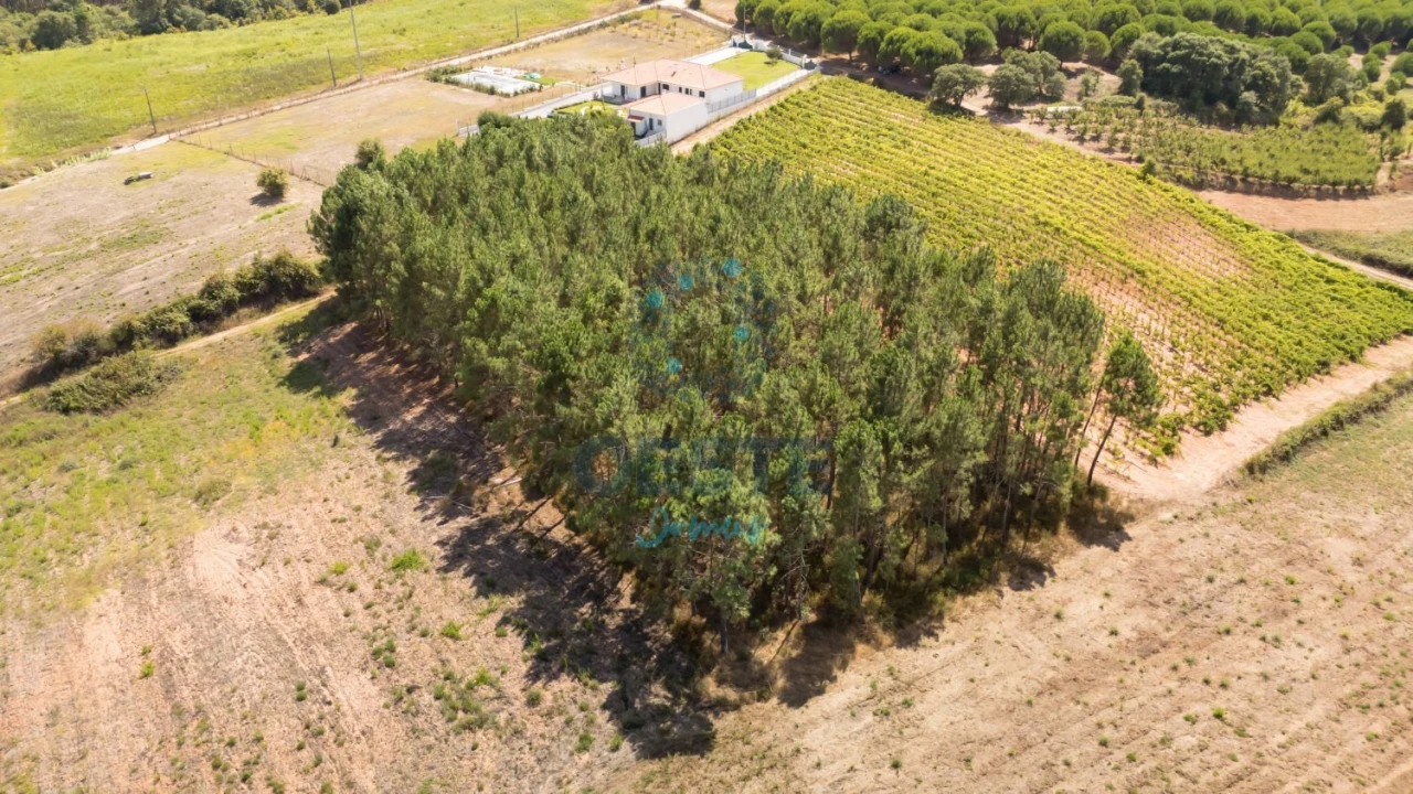Terreno para Venda em Bombarral e Vale Covo Foto 6