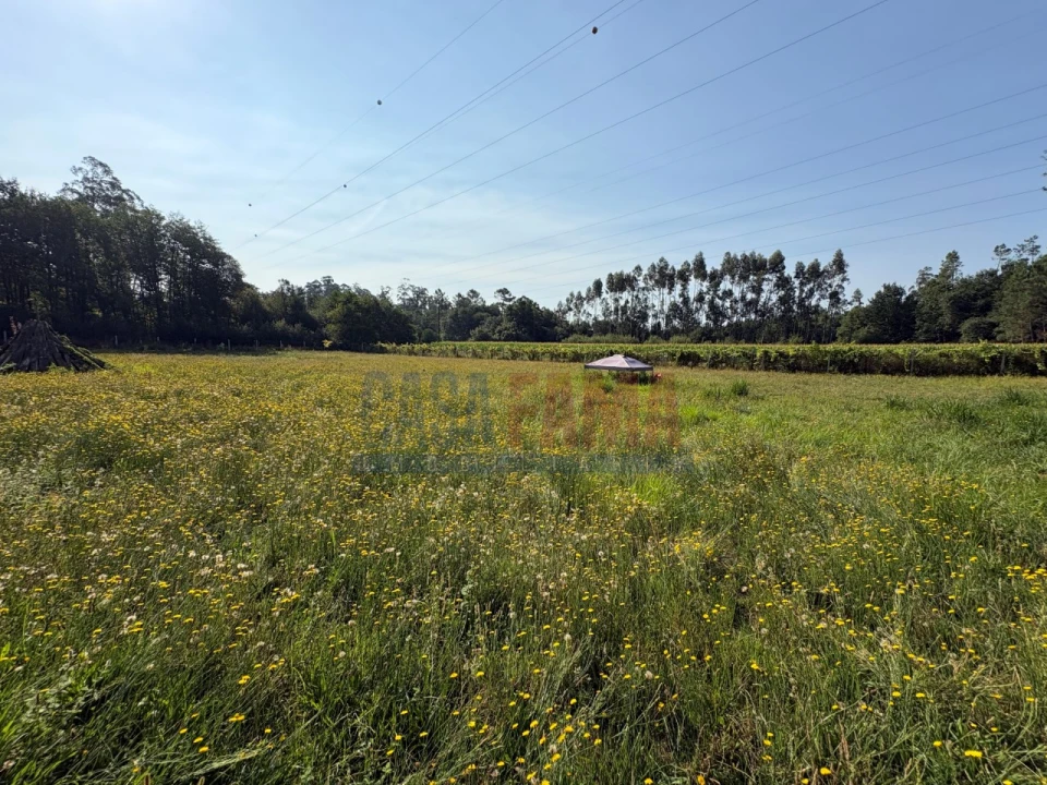 Terreno para Venda em Associação de Freguesias do Vale do Neiva Foto 19
