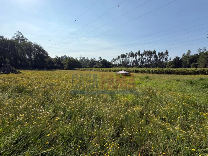 Terreno para Venda em Associação de Freguesias do Vale do Neiva Foto 19