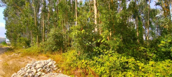Moradia T2 para Venda em Carvalhal