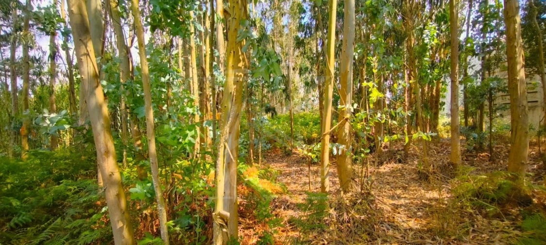 Moradia T2 para Venda em Carvalhal Foto 51