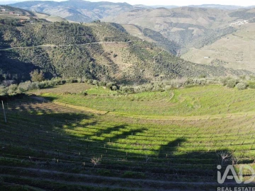 Quinta T8 para Venda em Tabuaço