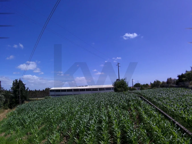 Terreno para Venda em Paião Foto 5