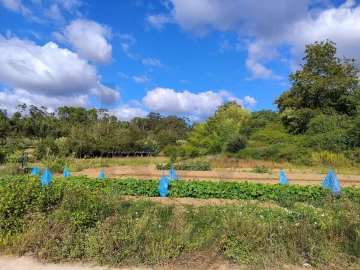 Quinta T3 para Venda em Condeixa-A-Velha e Condeixa-A-Nova