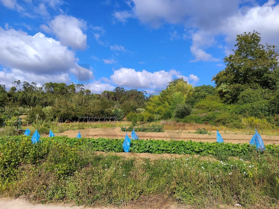 Quinta T3 para Venda em Condeixa-A-Velha e Condeixa-A-Nova Foto 4