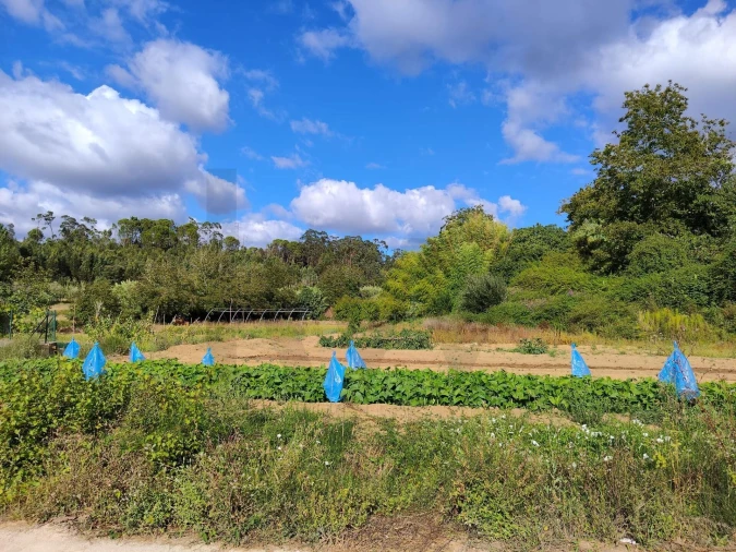 Quinta T3 para Venda em Condeixa-A-Velha e Condeixa-A-Nova Foto 4