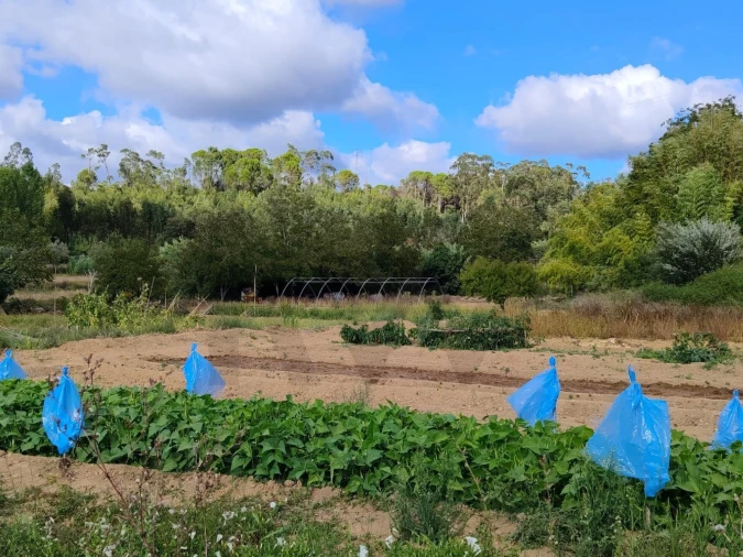 Quinta T3 para Venda em Condeixa-A-Velha e Condeixa-A-Nova Foto 10