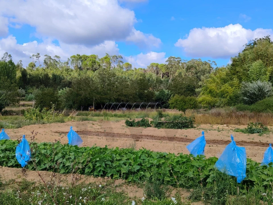 Quinta T3 para Venda em Condeixa-A-Velha e Condeixa-A-Nova Foto 10