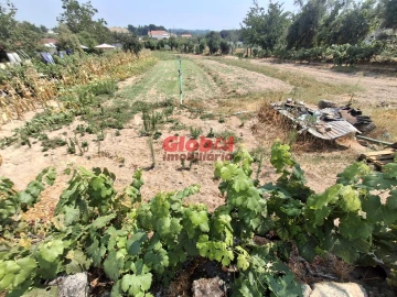 Terreno para Venda em Avelal