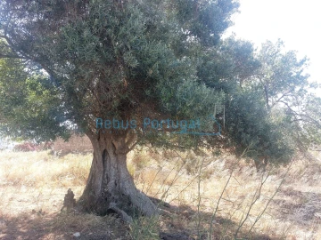 Terreno Misto para Venda em Boliqueime