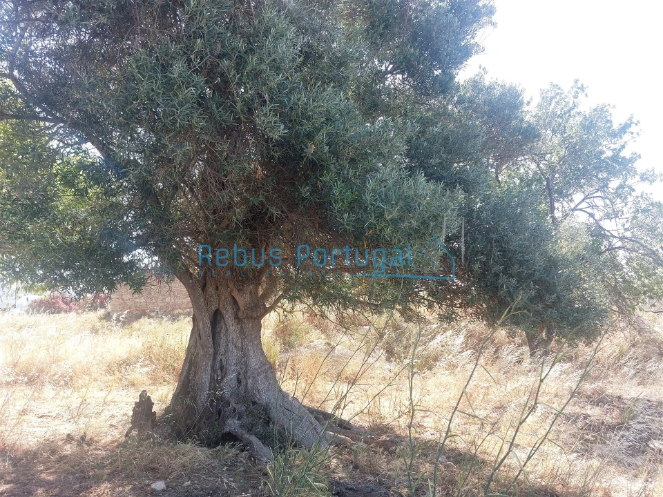 Terreno Misto para Venda em Boliqueime Foto 3