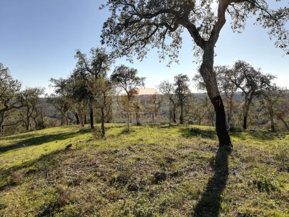 Negócio para Venda em São Francisco da Serra Foto 12