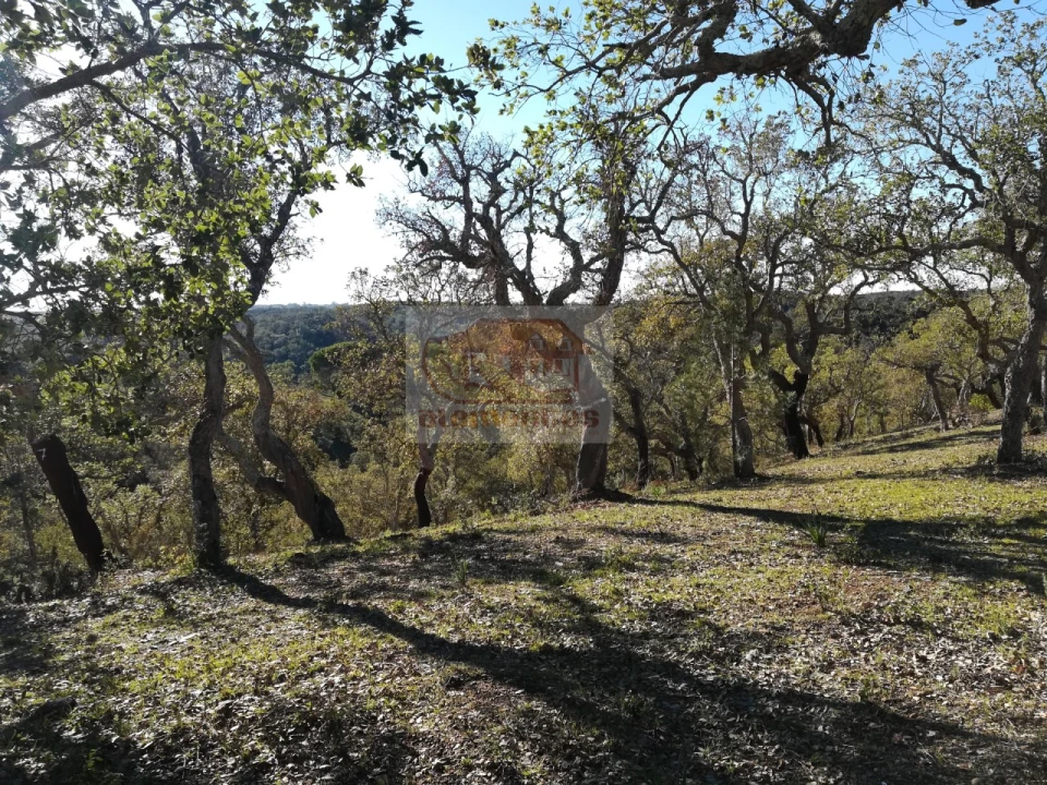 Negócio para Venda em São Francisco da Serra Foto 13