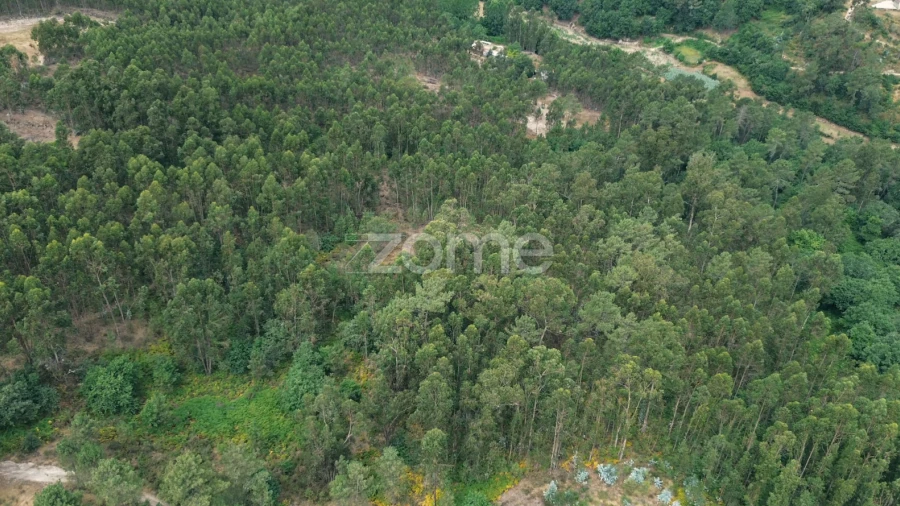 Terreno para Venda em Banho e Carvalhosa