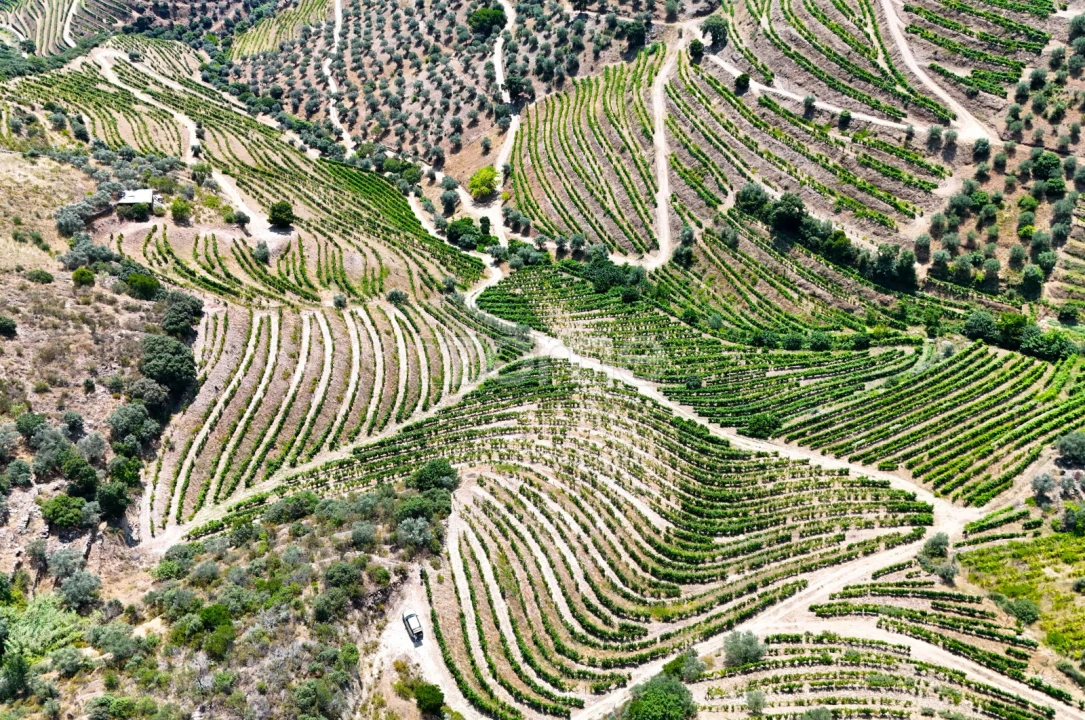 Terreno para Venda em Vale de Figueira Foto 3