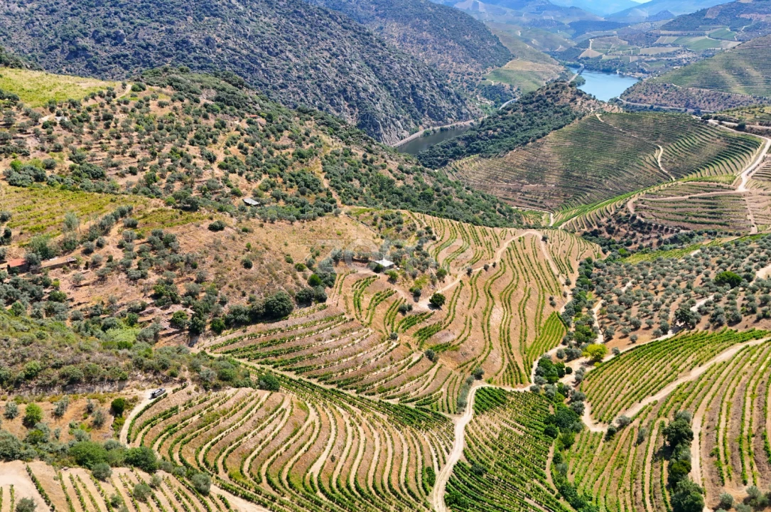 Terreno para Venda em Vale de Figueira Foto 4