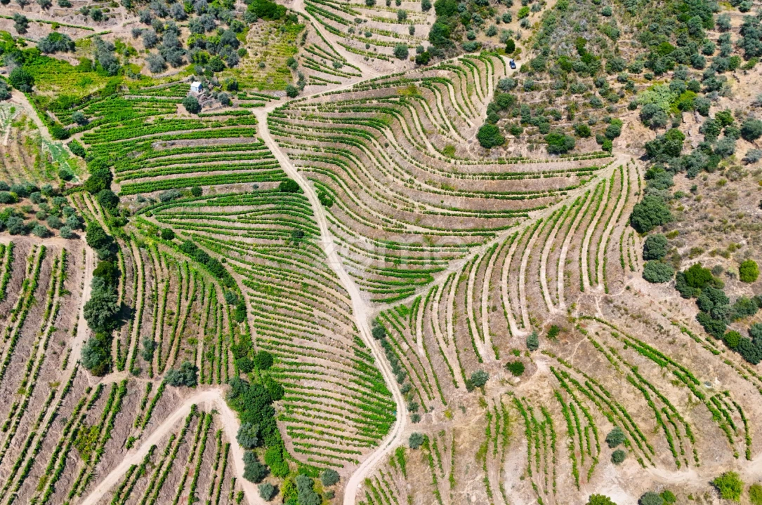Terreno para Venda em Vale de Figueira Foto 17