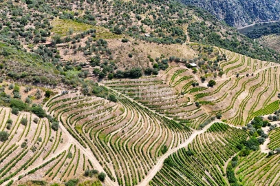Terreno para Venda em Vale de Figueira