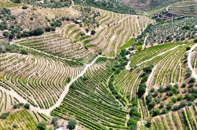Terreno para Venda em Vale de Figueira