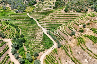 Terreno para Venda em Vale de Figueira
