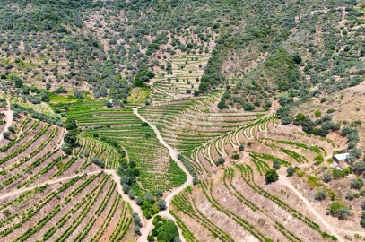 Terreno para Venda em Vale de Figueira
