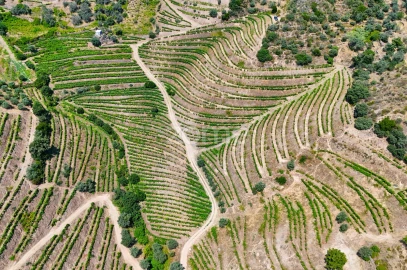 Terreno para Venda em Vale de Figueira